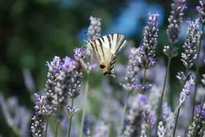 3-DSC 0984-Butterfly-Swallowtail 200h